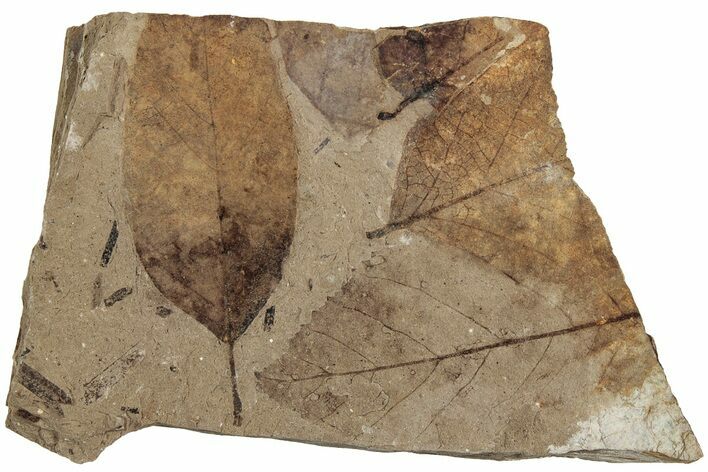 Fossil Leaves (Betula, Decodon) - McAbee Fossil Beds, BC #224904